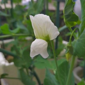 グリンピースの花