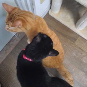 ロクのペロペロ