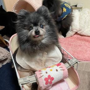 シニア犬でもHappy Life