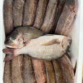 男ディカレッジ〜魚をさばく・男の料理〜