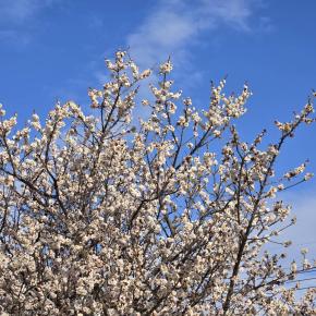 入学おめでとうございます