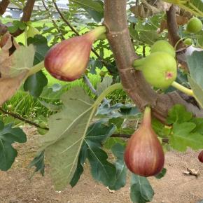 菖蒲公園周辺をウォーキング
