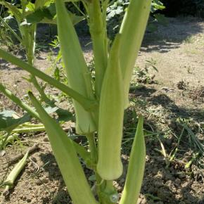 オクラの種を採る