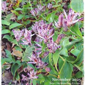 ■11月の外庭 -2025-