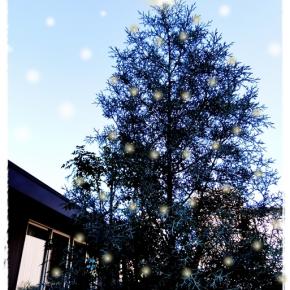 ■12月の外庭 -2025-