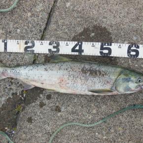 ”【釣り】引っ掛けは違法なのだ！”