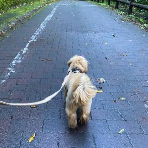 宅建業者免許証