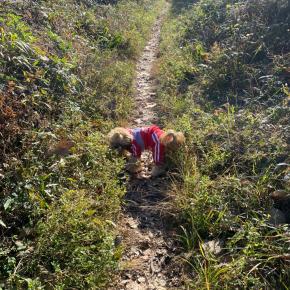 ヤマノススメ七十五合目〜大楠山withちゃんもも