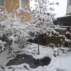 桃の節句なのに・・