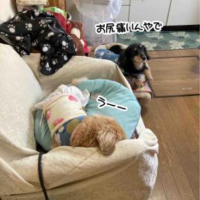 どうやらホンマに痛いらしい。