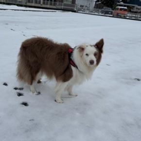 今年初の雪玉王子になる(⌒-⌒; )