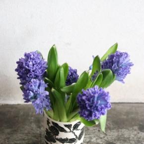 3月26日・今日の写真はヒヤシンス♪