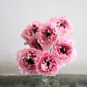 4月8日・今日の写真はラナンキュラス♪