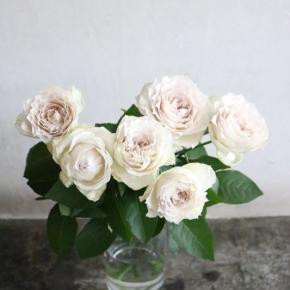 4月30日・今日の写真はバラ♪