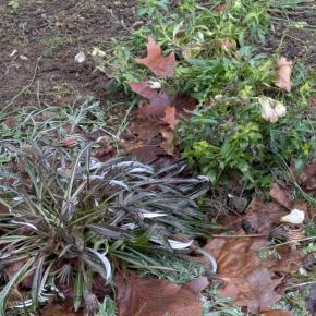 雪のないクリスマスに起こった「小さな奇跡」のこと