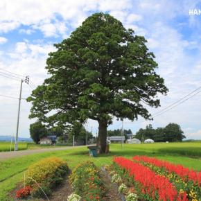 秋田の神さまめぐり その4 ラミネート神さま