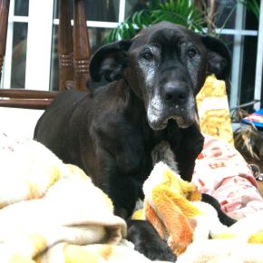 御長寿 超大型犬との生活・レベル2