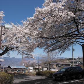 八代浅川砂防公園の桜