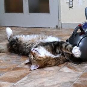 メインクーンの開き始めました・・・・大家族通信♪