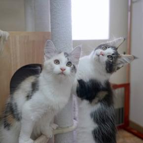 集合写真に挑戦・・・・・・子猫通信♪