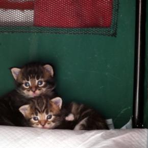 わが家で一番おめでたい方々・・・・・卒業生通信♪