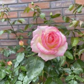 プリンセスドゥモナコ、最後の花