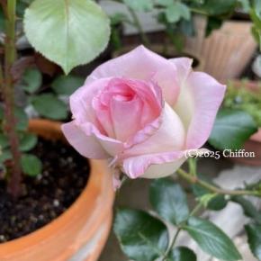 薔薇の一番花が咲き始めました 2025