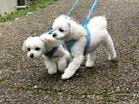 2015年の桜見隊♪