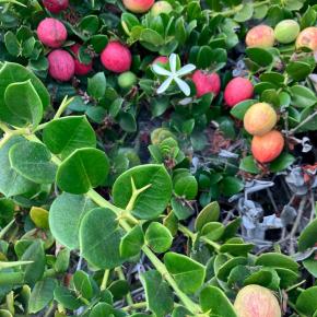 拡散希望!!赤門NWが皇室会議メンバーへ送った署名運動結果と挨拶文。私たち世代の責任を果たそう。