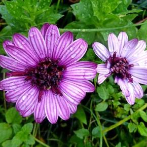 折っ角眠っていたのに～