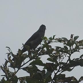 来年の私のテーマは＜足場固め＞（だそうです）