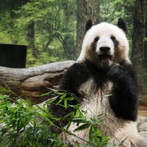 パンダ写真を頂きました♪