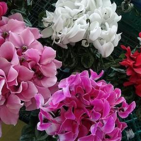 昨日も（？）家の内外の事を