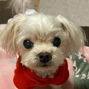 ニーナちゃんお誕生日