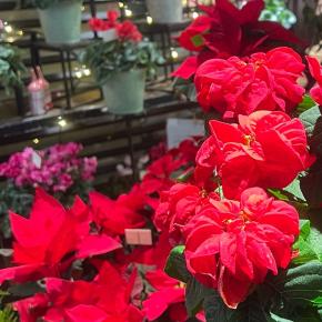 ★2025年いっぱいお休み致します。