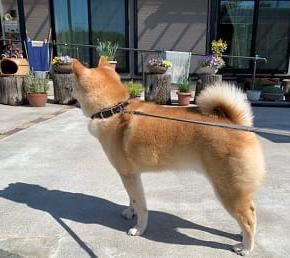 ドッグランと田舎散歩