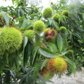 秋を感じる食材 ・・・