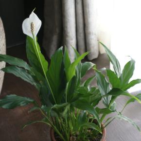 観察日記 331 スパティフィラム