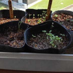 30度が涼しいって感じる・・・