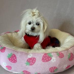 ぴのんに着せてみた