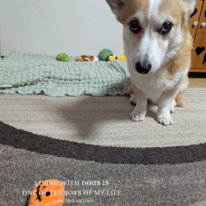 遊びに熱心なシニア犬と、検診結果