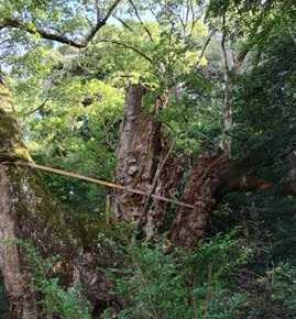 2026年1月1日(木)晩ご飯☆お節