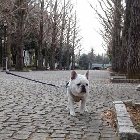 つくば洞峰公園でフレブル君に出会う♪