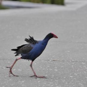 今までと違うプケコ