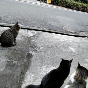 ニャン達が仲悪そうで上手くいくかな❔