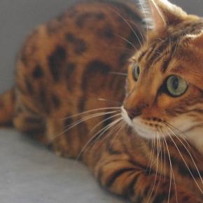 Sophie 3YO★.°。`