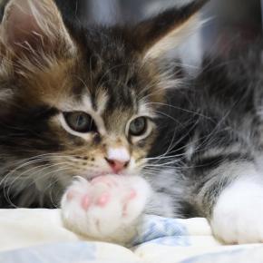 生後2ヶ月のメインクーン子猫あざみちゃん