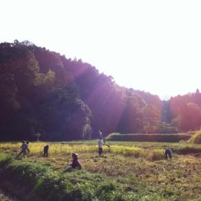 2013年 10月6日 滋賀の里山 稲刈り体験 イベント開催