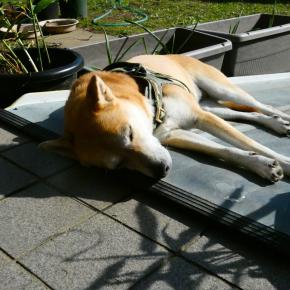 柴わん農園のチューリップの植え付けが始まりました🌷