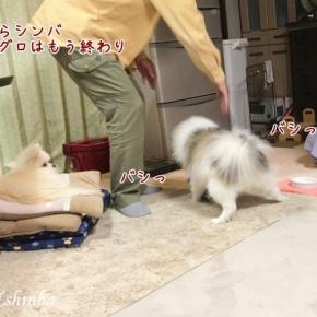 マグロが止まるか、シンバが止まるか